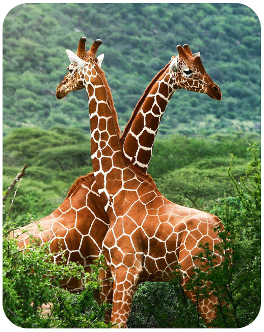 Africa